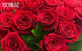 圣诞节适合送哪些花卉,玫瑰花、百合花、郁金香等品种可以考虑