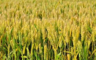 有哪些抗锈病的小麦品种，有泰麦733、西农857等