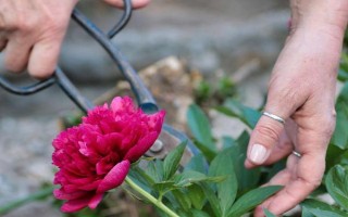 春季怎么修剪牡丹花，剪除生长不良的枝条可节省养分