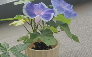 牵牛花室内养还是露养好,根据条件可露养也可室内养