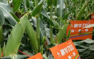 西南地区适合种植的玉米品种，常见的有鄂玉10号、强硕168等