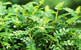 清香木花的寓意,寓意淡雅、朴实无华等