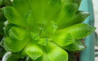 让水晶掌的叶片变得透明光亮的方法，平时要提供充足的水分