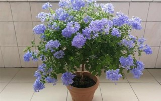 蓝雪花的形态特征，一般高约20-30厘米