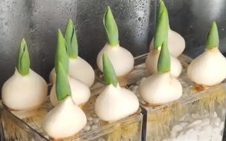 郁金香种一次就会死亡吗，属于多年生草本植物可以重复栽种