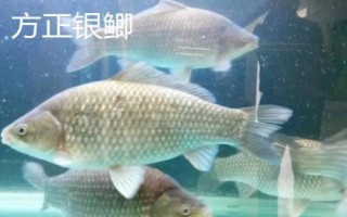 鲫鱼的种类介绍,品种众多分布于我国各地的江河