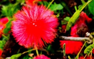 合欢花的产地，原产地为我国长江、黄河及珠江流域