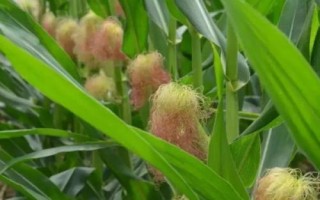 天贵801玉米种子简介，一次性播种全苗