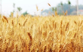 皖科165小麦种子特点,为中筋品种