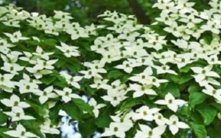 dogwood是指什么树，是指四照花