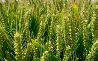 有哪些抗锈病的小麦品种，有泰麦733、西农857等