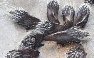 降低豪猪养殖成本的方法，自行种植块根饲料可减少开支