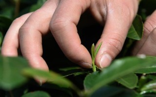 南京雨花茶属于哪种茶，是一种绿茶也是我国的名茶