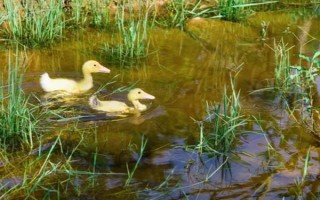 给鸭子喂盐的作用，出栏前喂盐可以增重