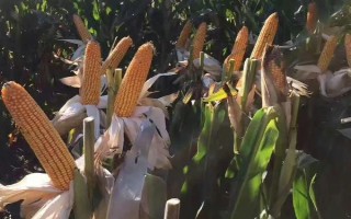 宏育417玉米种子介绍,在适应区5月初播种