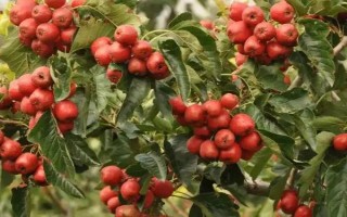怎么种植山楂才能稳产稳收，以下6点要做好