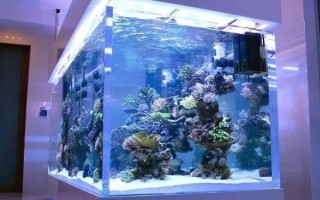 鱼缸重新换水多久可以放鱼，至少要三天才可以放鱼