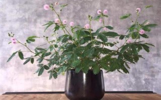 怎么养合欢花，在生长期间应该保证有足够的光照