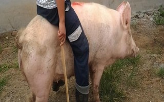 母猪发情表现与配种时间,会出现食欲下降、外阴红肿、接受公猪爬跨等情况