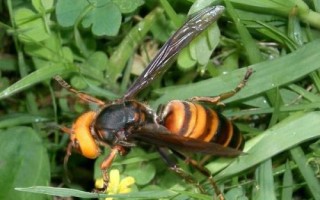 黄腰虎头蜂简介，也被称作杀人蜂