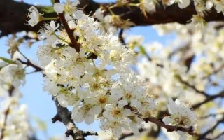 李子苗的价格，通常在1-3元左右一棵