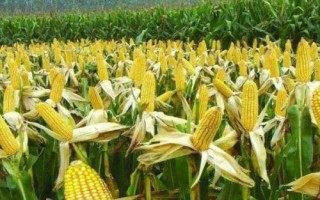 富泰307玉米种子特点,中抗茎腐病