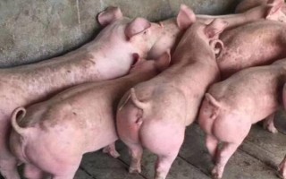 猪尾巴的作用，可驱赶蚊虫和保持平衡等