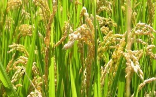 荆楚818A水稻种子介绍，在荆州6月中旬播种