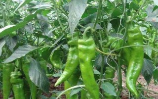 菜椒多久施肥一次,轻施苗肥、稳施花蕾肥、重施花果肥、早施返秧肥