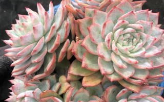 粉蓝鸟的养殖方法，春秋两季要每2-3天浇一次水