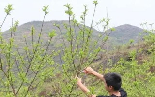 黄桃春季的管理方法，花果期要进行疏花的工作