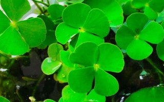 幸运草的盆栽养护方法，放在向阳处让它全天晒光