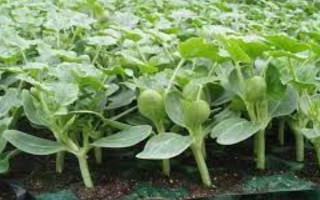 种西瓜喷醋的时间，西瓜幼苗长出一两片真叶时喷第一次