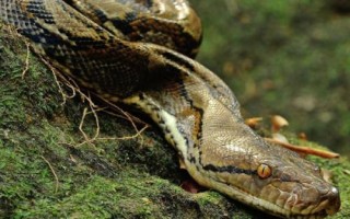 蟒蛇是胎生还是卵生，蟒蛇是卵生动物