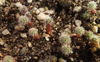 仙人球播种出苗后如何养护，出苗后就要确保足够的阳光条件