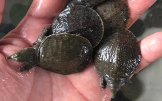台湾甲鱼苗能长多大，一年可长至100-200g