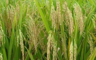 吉丰优108水稻种简介,全生育期121.5天