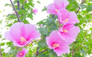 木槿花叶片掉完能不能活，根系保持健康便不会死亡