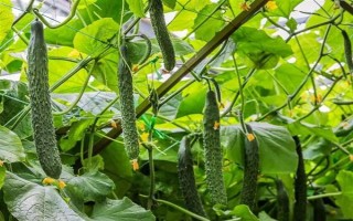 安徽省亳州市的特产，有苏赵梨、苔干菜等