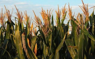 振兴508玉米种子简介，中抗茎腐病