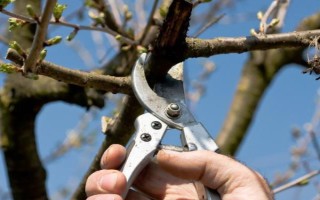 黄桃核能不能种出黄桃树，可以但是生长速度较慢