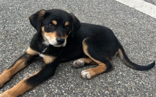 狗狗为什么呼吸困难，常见以下5个原因