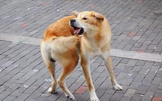 狗狗追尾巴的原因，可能是太无聊了或肛门腺发炎等
