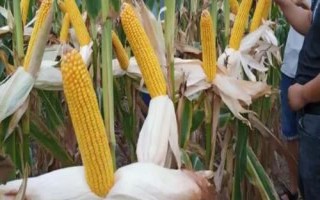 春秋219玉米品种简介,适合种植在吉林省内的中晚熟玉米区