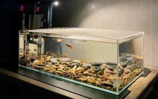 怎么才能让鱼缸里的死水变成活水，最好安装一个过滤器