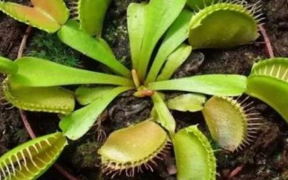 捕蝇草是什么植物，是一种食虫植物
