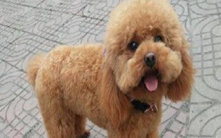 养泰迪狗要注意什么，2月龄每天至少喂3次