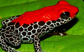 青蛙是不是昆虫，不是昆虫而是无脊椎动物