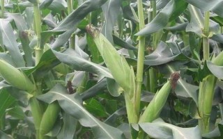 广玉928玉米品种简介，高抗茎腐病