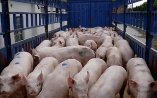 猪的应激反应如何减少，尽可能提供营养好的饲料